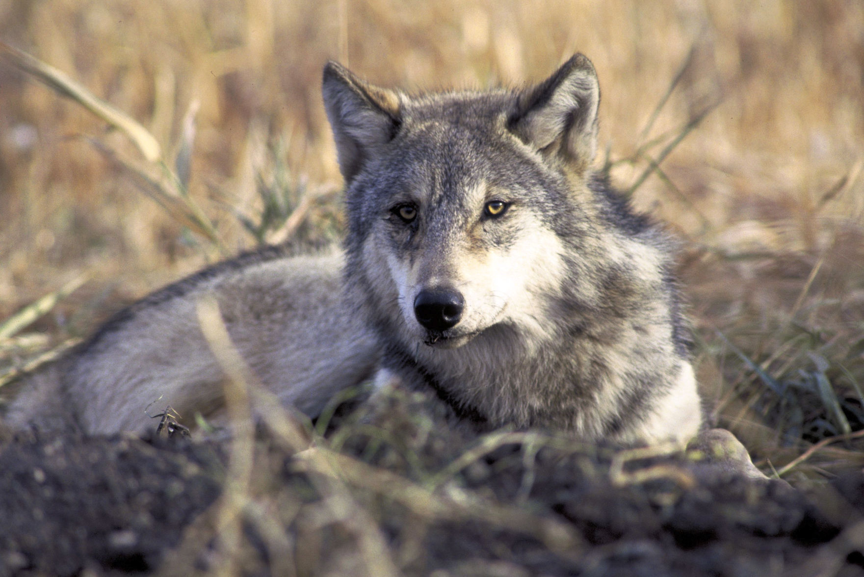 FRONT PAGEGray_wolf_02.jpg